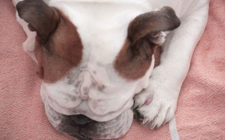 Bulldog with cyst on his paw - I Love Veterinary