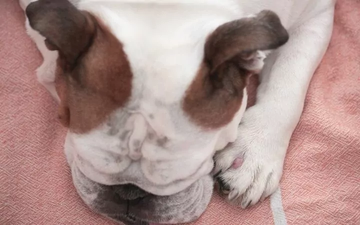 Bulldog with cyst on its paw - I Love Veterinary