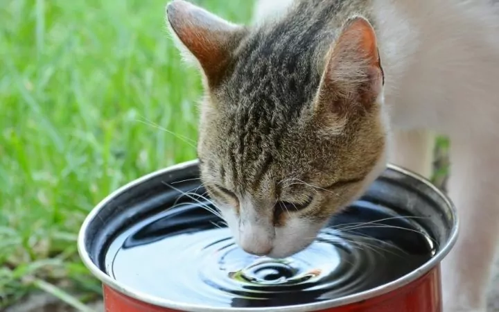 Cat drinking water in the yard with grass - I Love Veterinary