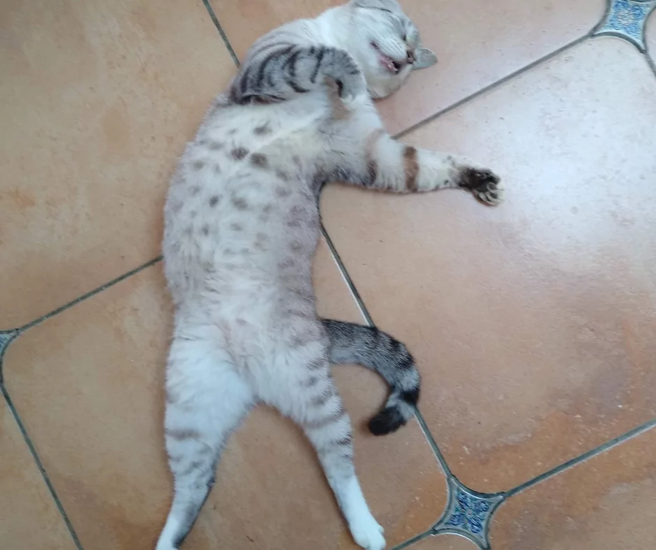 Cat in heat, rolling on the floor