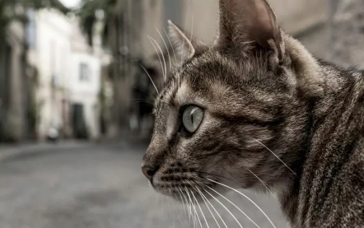 Closeup of the cat's head with a street behind her - I Love Veterinary