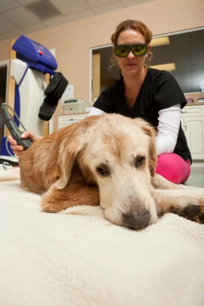 Dog at dog med laser treatment performed by vet at clinic - I Love Veterinary