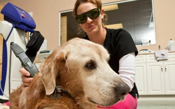Dog on laser treatment by veterinarian in clinic - I Love Veterinary