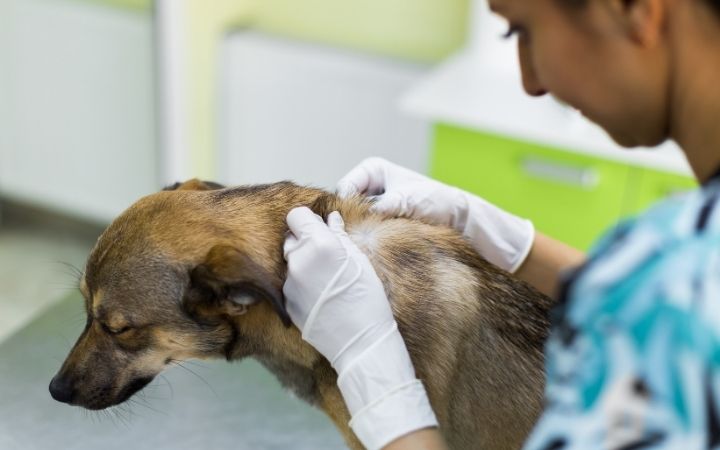 Vet performing physical examination of dog in search for sebaceous cyst on dog - I Love Veterinary