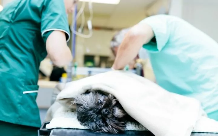 Shih tzu on GDV surgery with two vets on surgery table - I Love Veterinary
