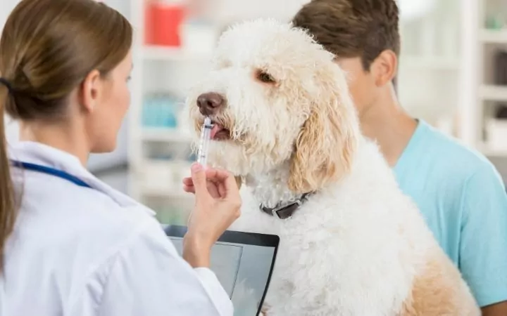 Veterinarian giving dog medication - I Love Veterinary