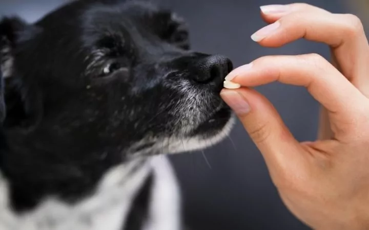 Closeup of the dog taking medication from owner's hand - I Love Veterinary