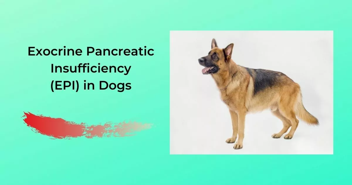 Exocrine Pancreatic Insufficiency (EPI) in Dogs - I Love Veterinary