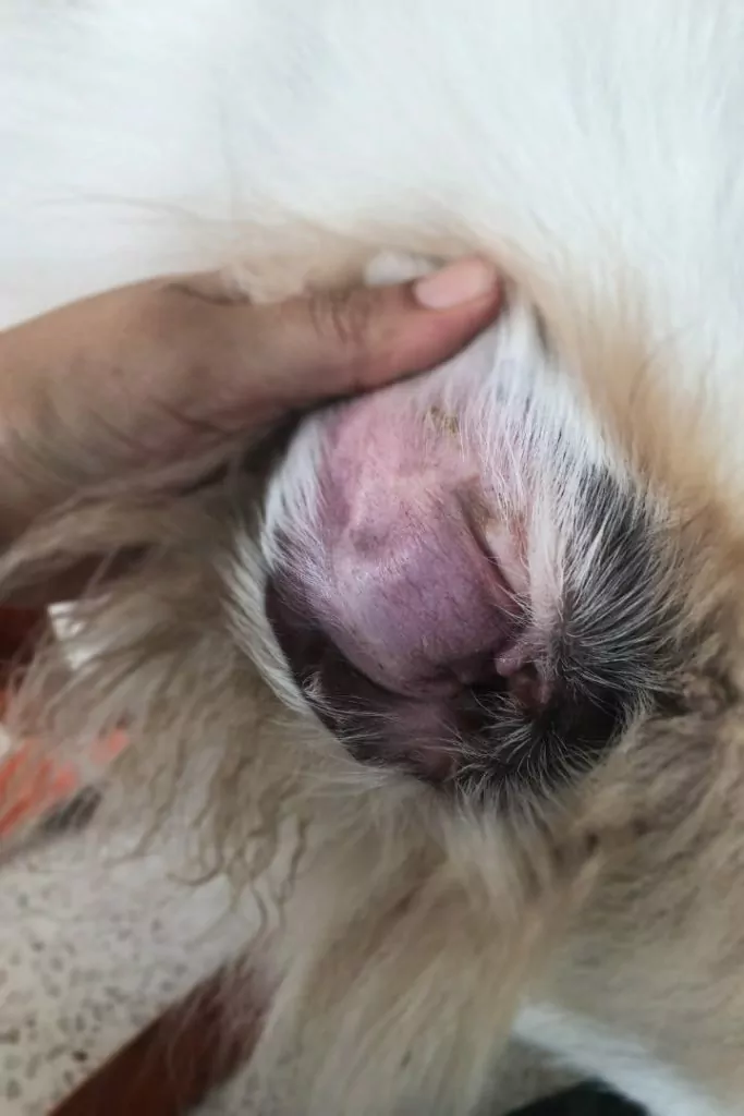 Ear of the dog with Aural hematoma - I Love Veterinary