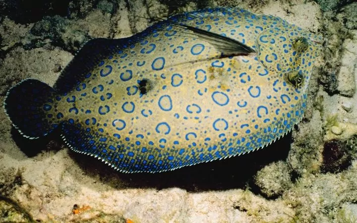 Flounder fish above the seabed - I Love Veterinary