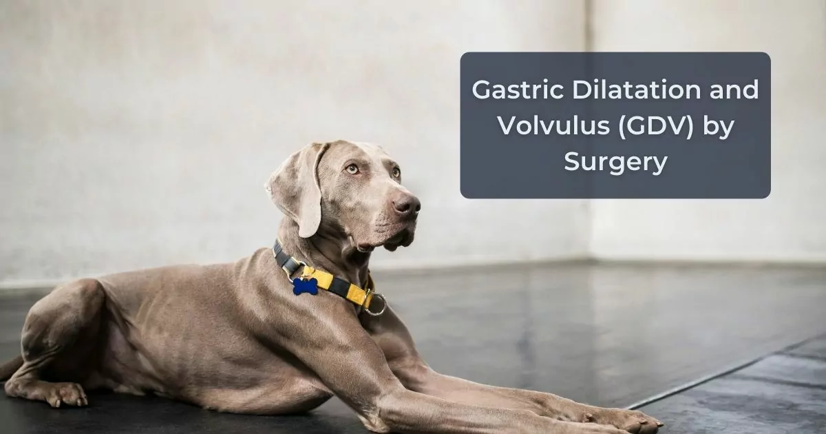 Dilatation gastrique et volvulus (GDV) par chirurgie - I Love Veterinary