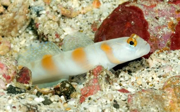 Goby fish hiding just above the sand - I Love Veterinary