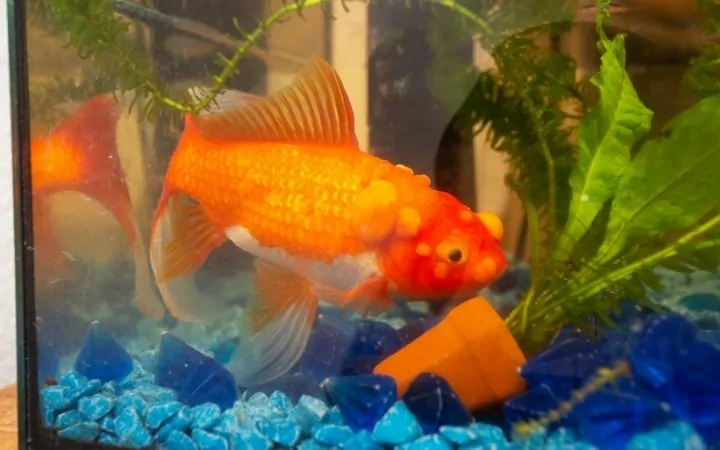 Goldfish in the tanks with Lymphocystis disease - I Love Veteirnary