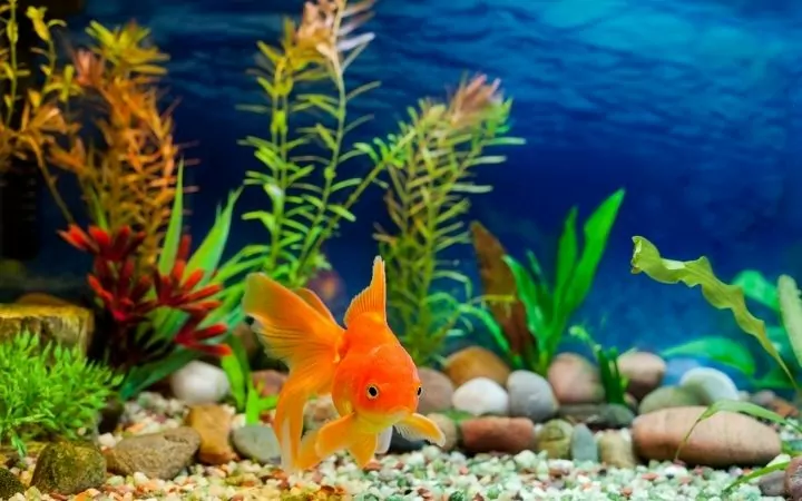 Goldfish swimming it the tank - I Love Veterinary