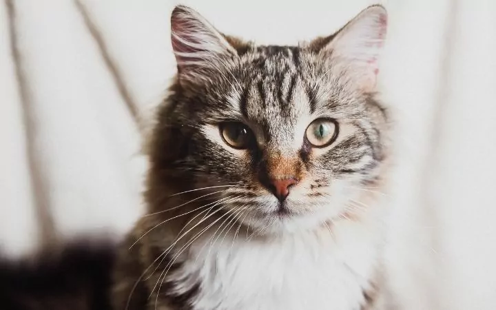 Gray cat closeup - I Love Veterinary
