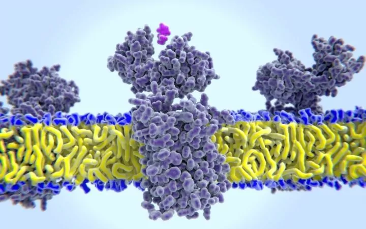 Animated histamine about to bind to histamine receptor - I Love Veterinary