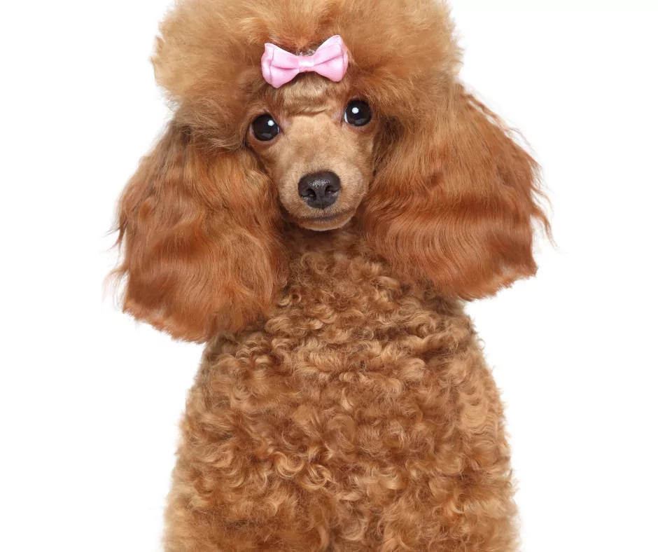 groomed dog with bow
