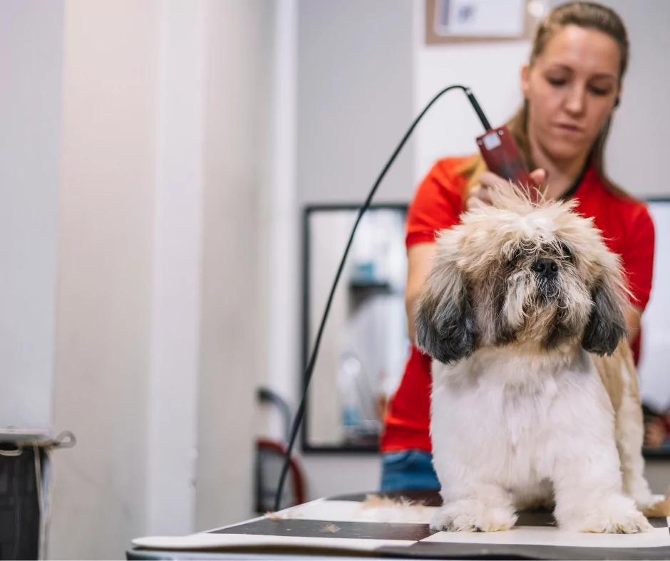 girl grooming dog with clippers