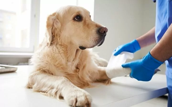 Vet putting a bandage on injured leg of the dog - I Love Veterinary