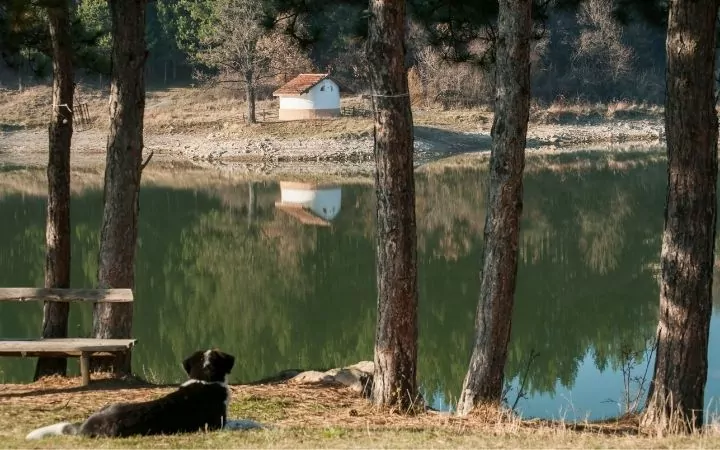 Wood landscape with lake and dog laying by the lake water - I Love Veterinary