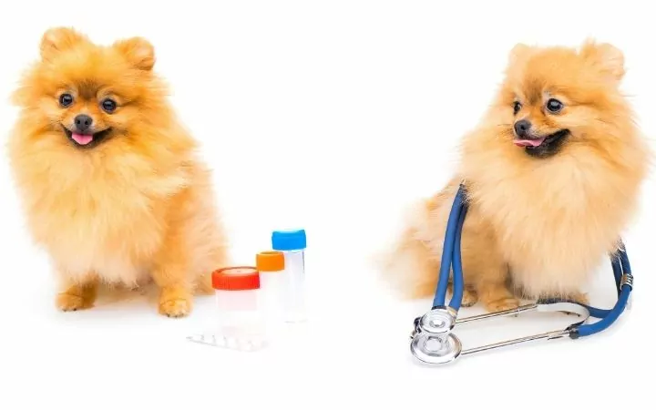 Two Pomeranian dogs, one with meds, other with stethoscope - I Love Veterinary