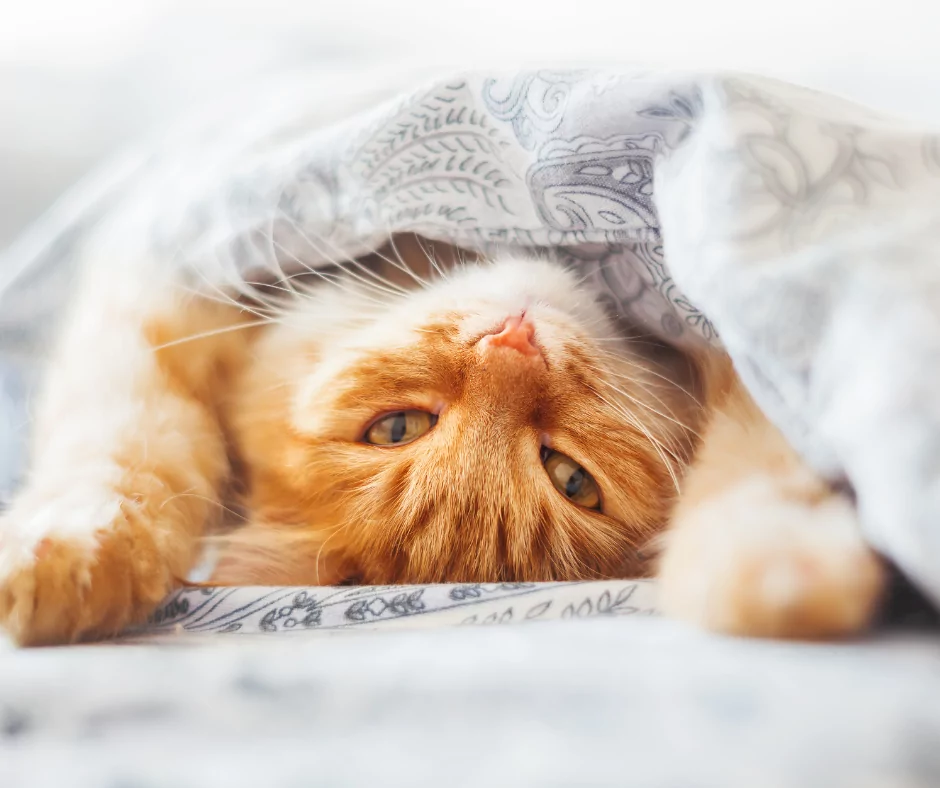 Ginger cat lying upside down in a blanket on the bed