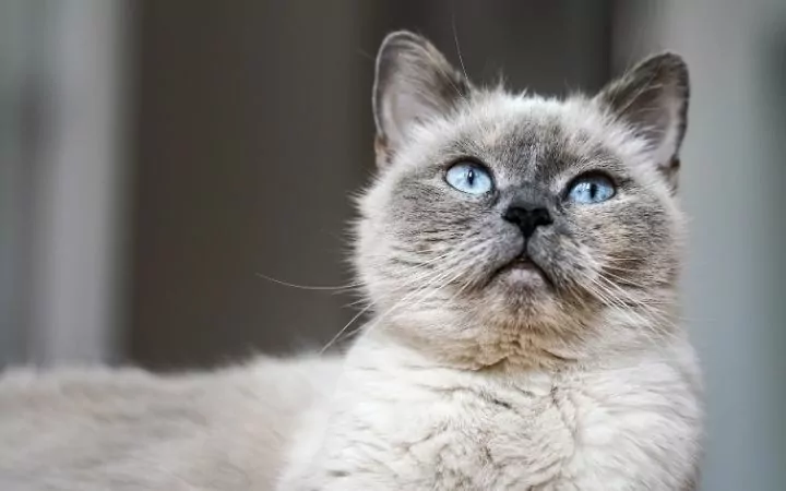 Older gray cat with blue eyes - I Love Veterinary