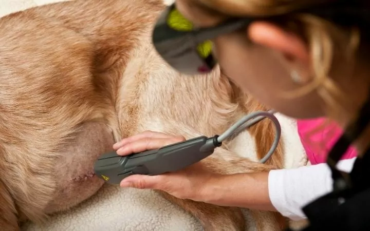 Woman treating a surgery wound on dog with dog med laser - I Love Veterinary