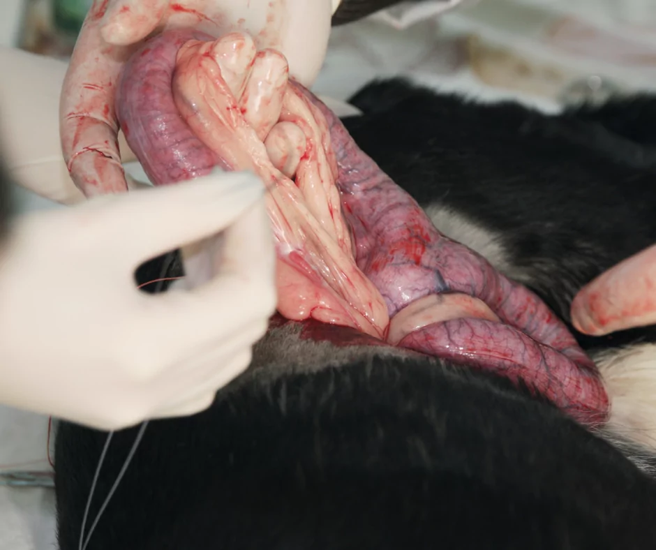 Spaying: Ovariohysterectomy in Large Dogs