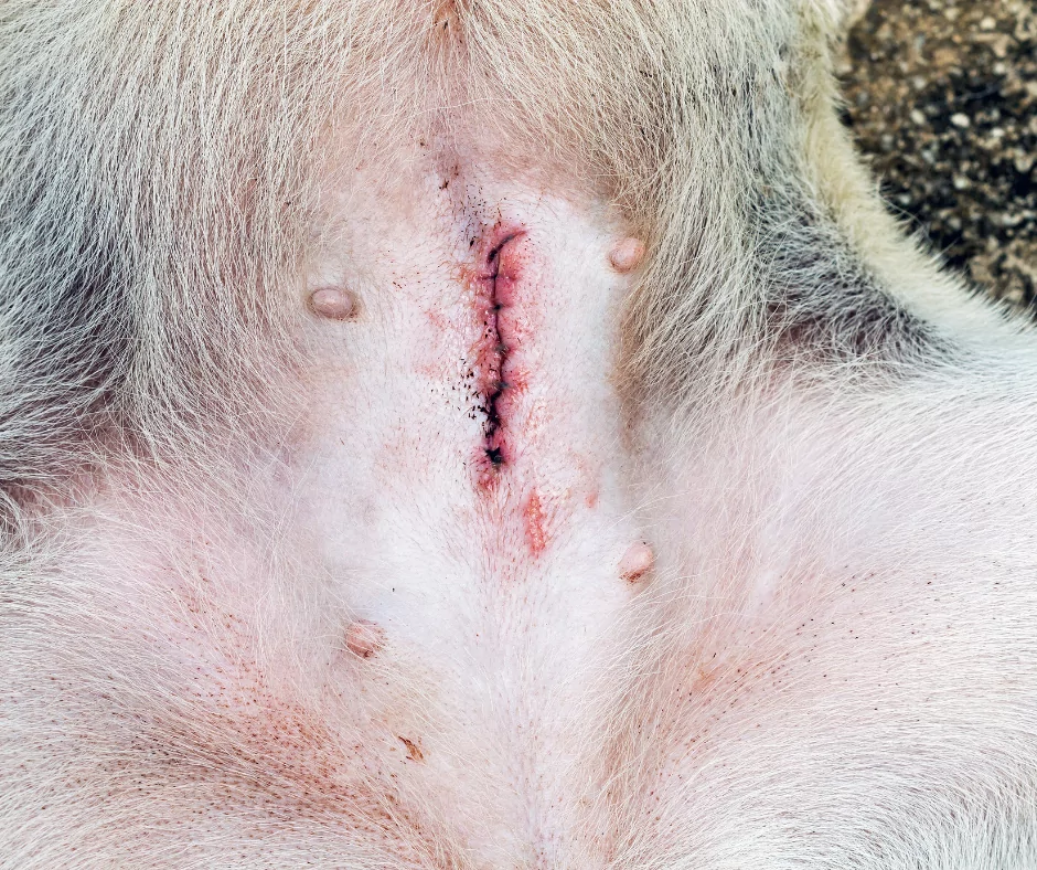 Dog spay incision