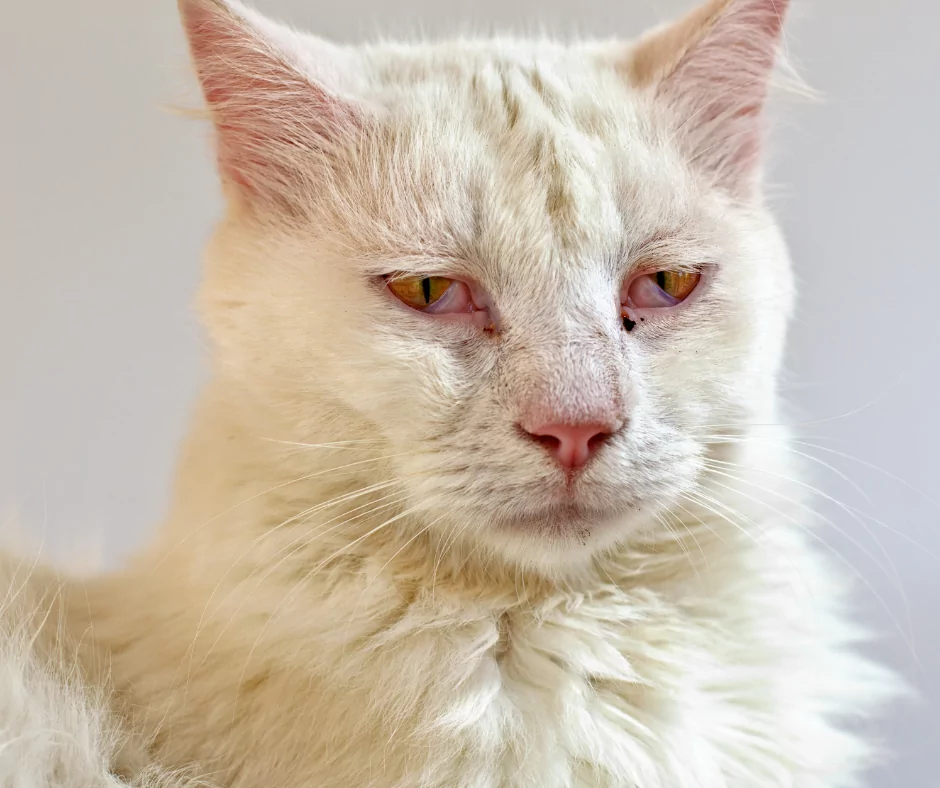 Herpes virus white cat