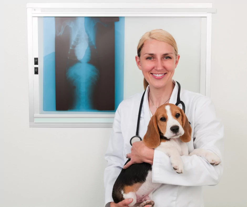 veterinarian with x-ray of beagle puppy
