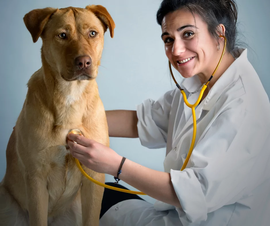 female vet examining dog with stethoscope