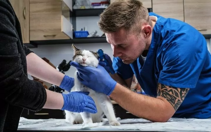 Vet examining cat with otoscope - I Love Veterinary