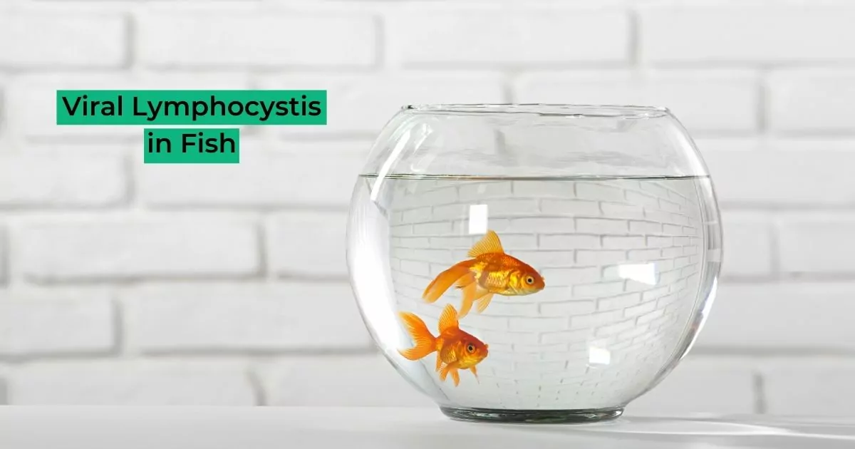 Viral Lymphocystis in Fish - I Love Veterinary