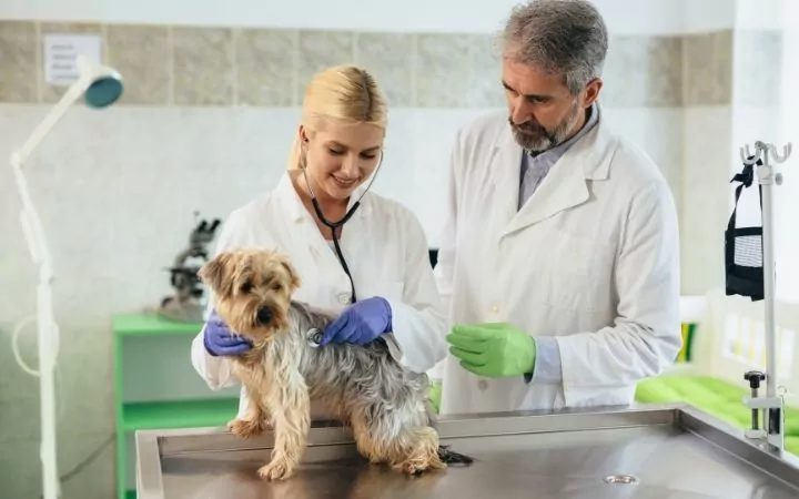 Yorkie at vet clinic on the vet table being examined with stethoscope  for Blastomycosis by one vet as the other vet stands by - I Love Veterinary
