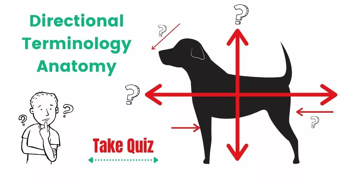 Quiz: Directional Terminology – Anatomy by I Love Veterinary
