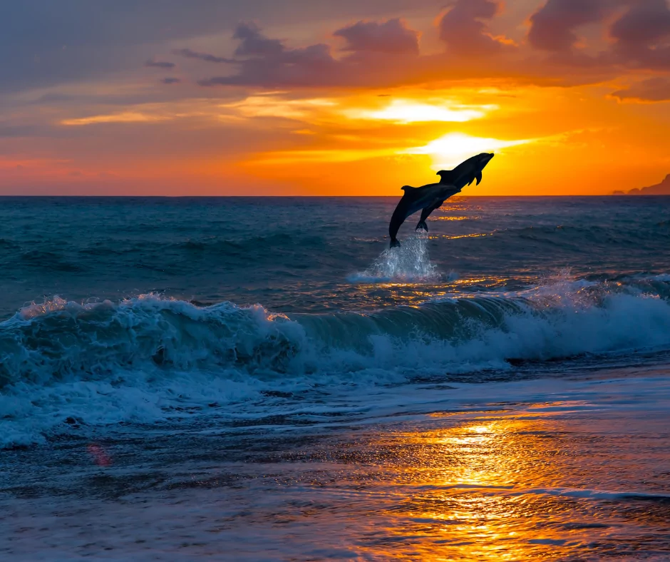 two dolphins jumping in the sunset close to the beach