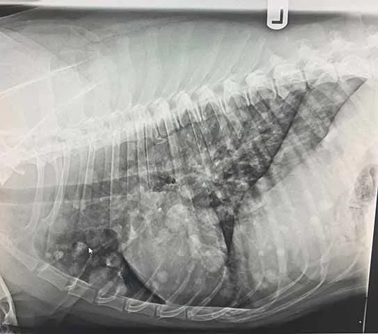the lung x-ray of a dog infected with Blastomycosis - I Love Veterinary