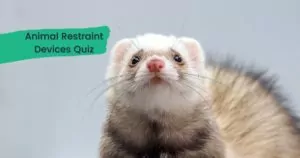 Animal Restraint Devices Quiz I Love Veterinary - Blog for Veterinarians, Vet Techs, Students