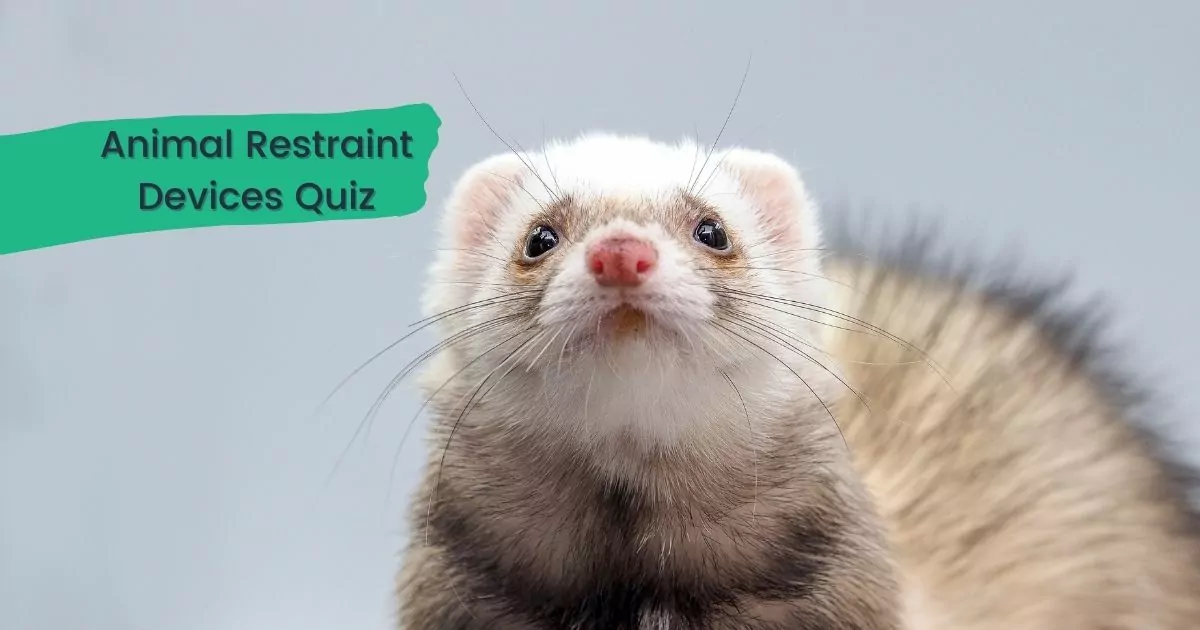 Animal Restraint Devices Quiz - I Love Veterinary