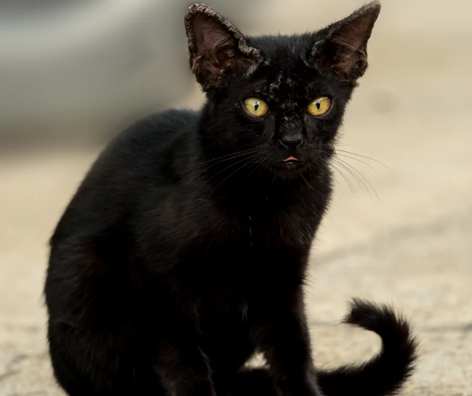 black cat with mange