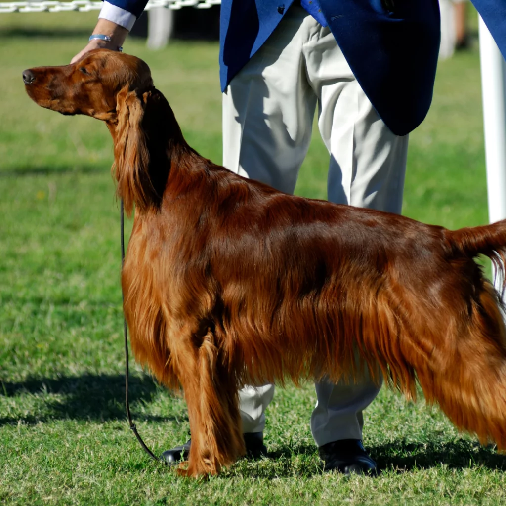 Dog being judged at a show