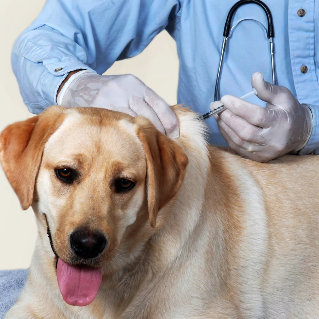 Labrador getting a bordetella oral vaccine