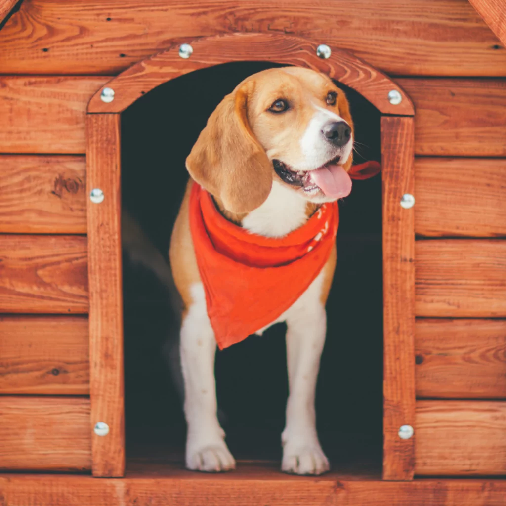 A healthy beagle pup in a dog house