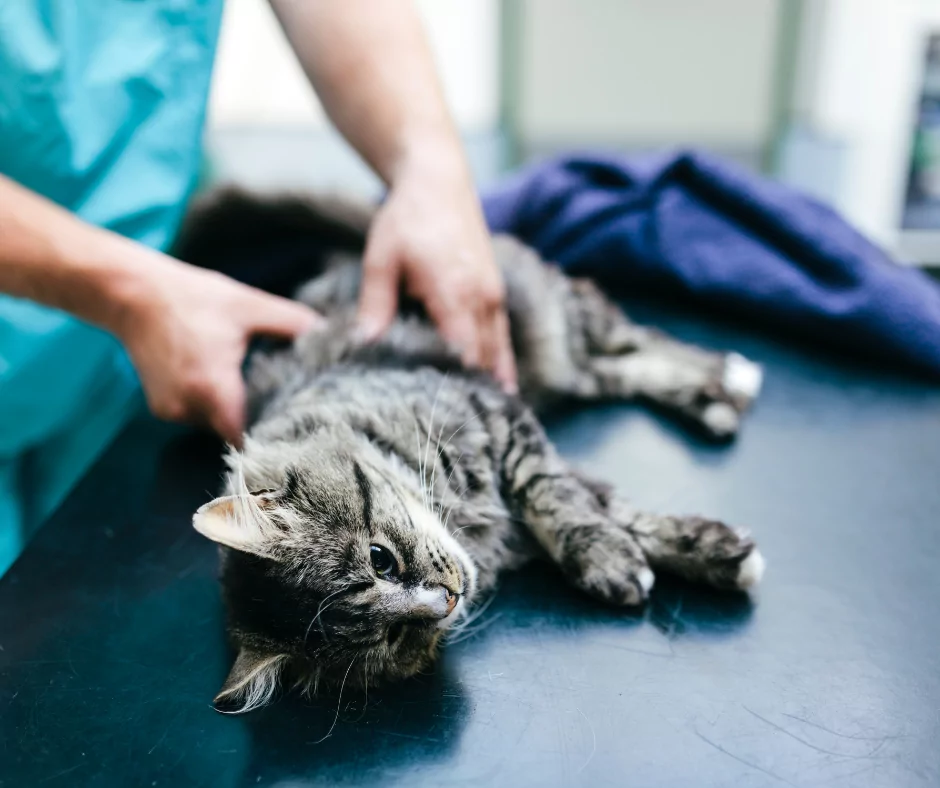 Vet examining a cat with possible mange on an examination table