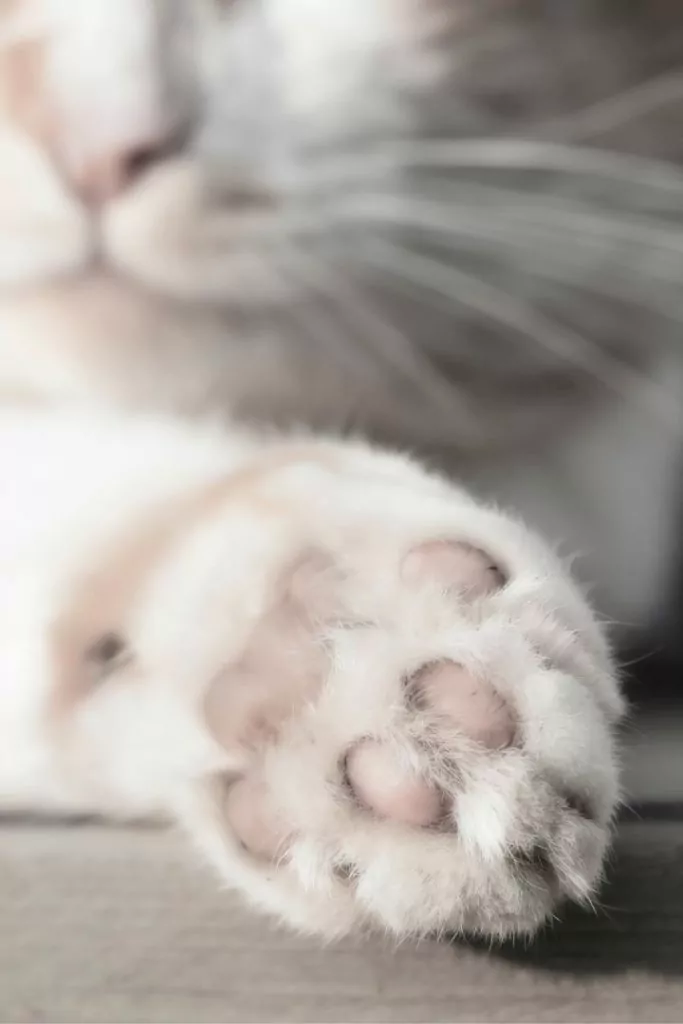 Cat's paw and cat's head in the background - I Love Veterinary