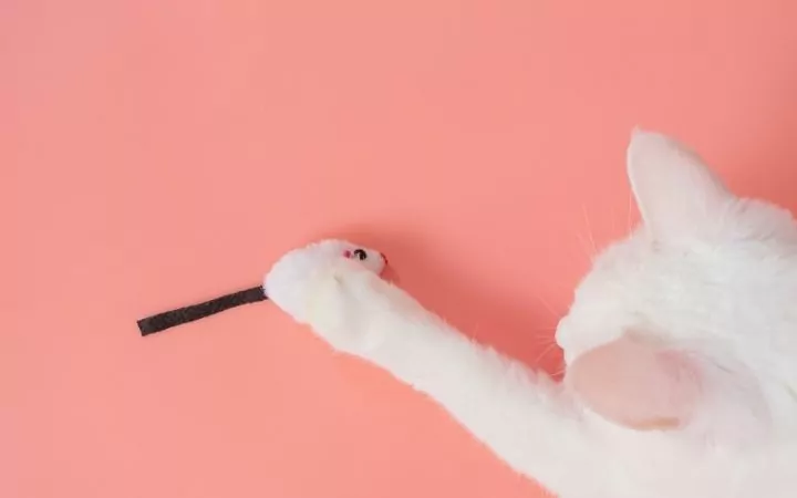 Cat playing with mice toy - I Love Veterinary