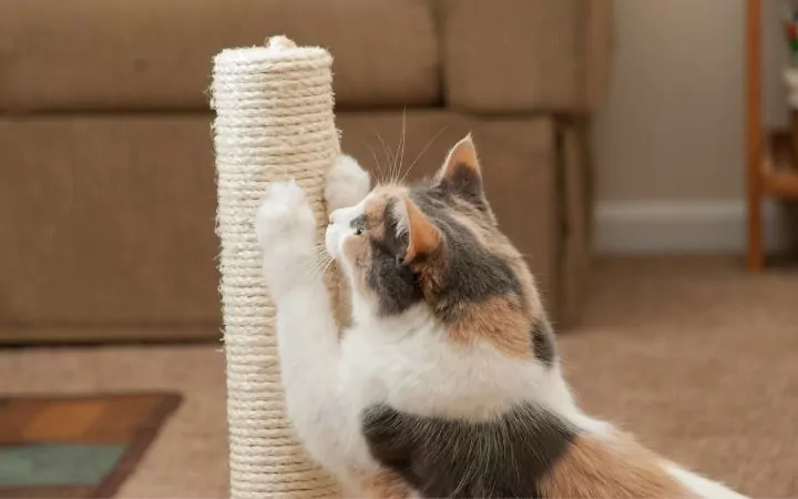 Cat scratching - I Love Veterinary