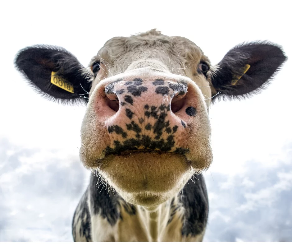 Image of cow from underneath